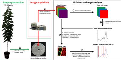 ATR-FTIR Microspectroscopy Brings a Novel Insight Into the Study of Cell Wall Chemistry at the Cellular Level